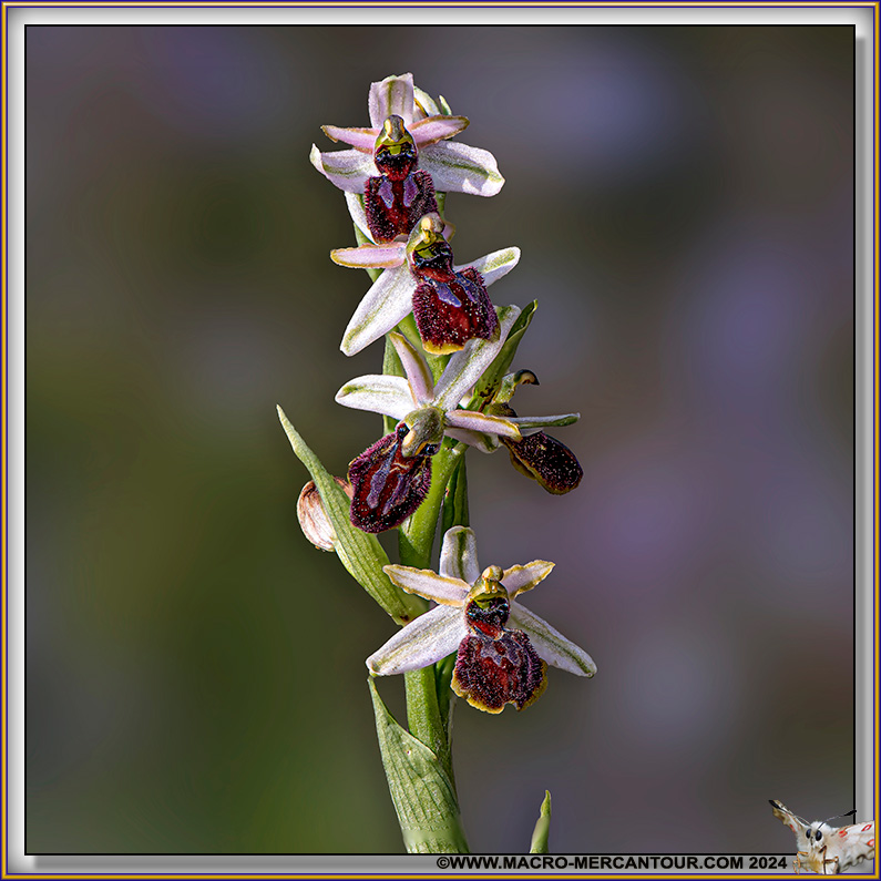 Ophrys Arachnitiformis